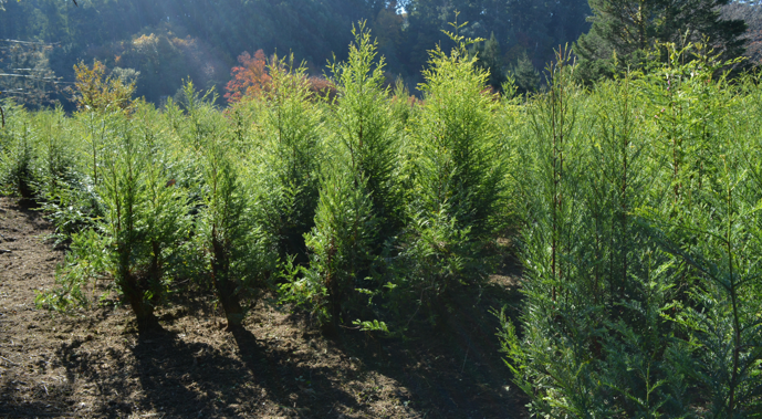 Conservación e propagación do banco de xermoplasma de especies forestais alternativas do CIF de Lourizán
