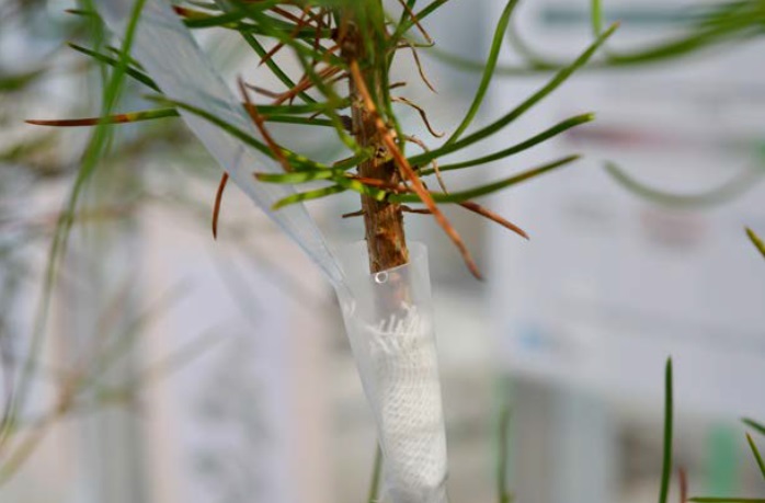 Resistencia do piñeiro marítimo á enfermidade do murchamento do piñeiro