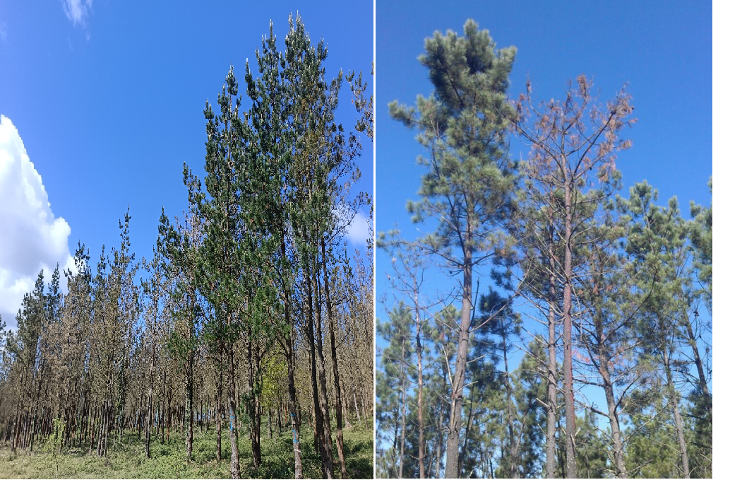 foto da xornada tecnica