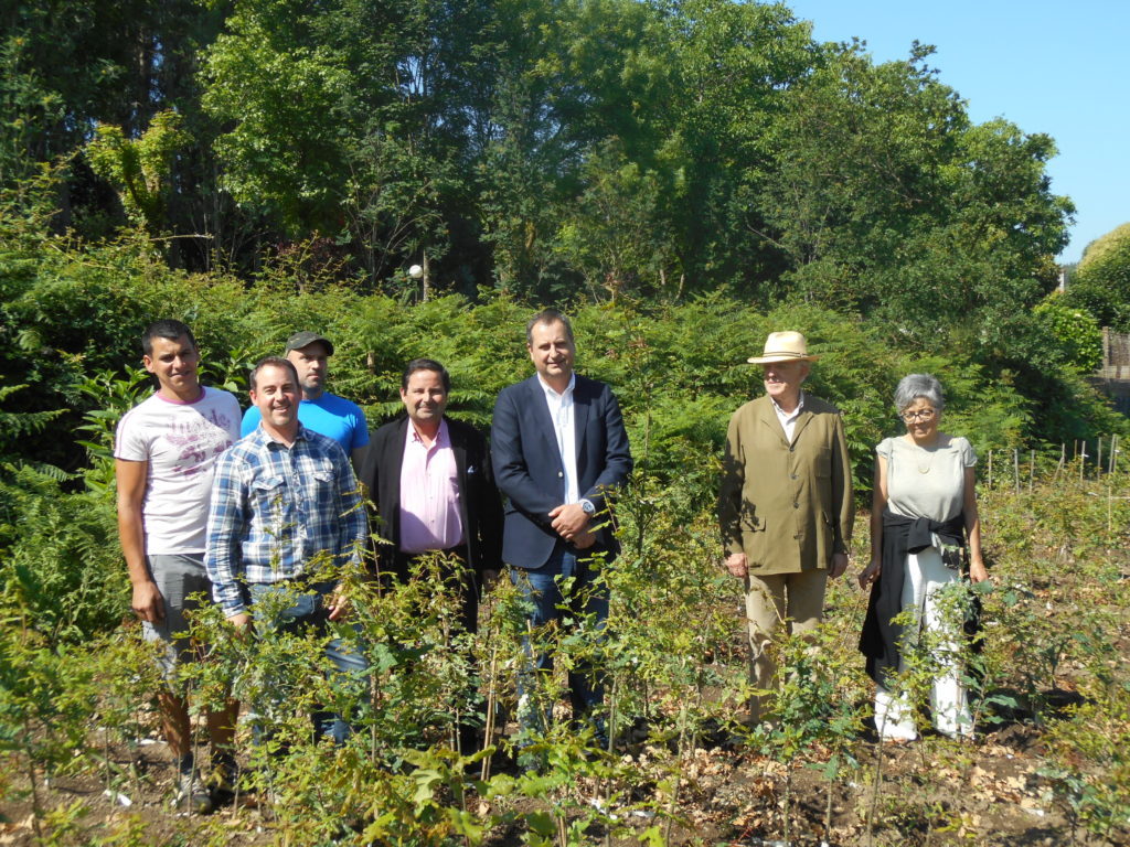 RURAL MINISTRY AND JUANA DE VEGA FOUNDATION COOPERATE IN A GENETIC IMPROVEMENT OF THE GALICIAN OAK