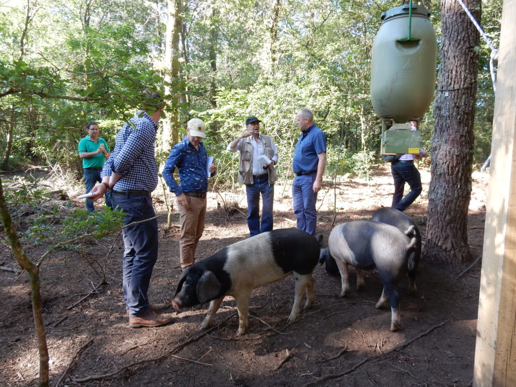 Profesores universitarios holandeses entran en contacto con la experiencia gallega en la cría de porco celta