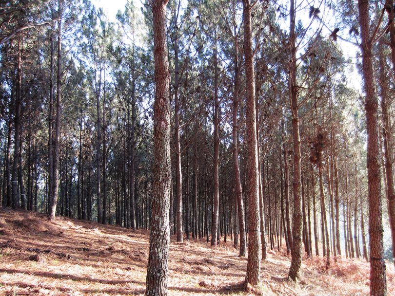 NEW ORCHARDS OF PINUS PINASTER SEED. ADVANCES IN GENETIC IMPROVEMENT