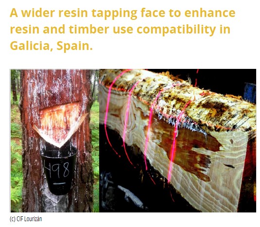 A wider resin tapping face to enhance resin and timber use compatibility in Galicia, Spain