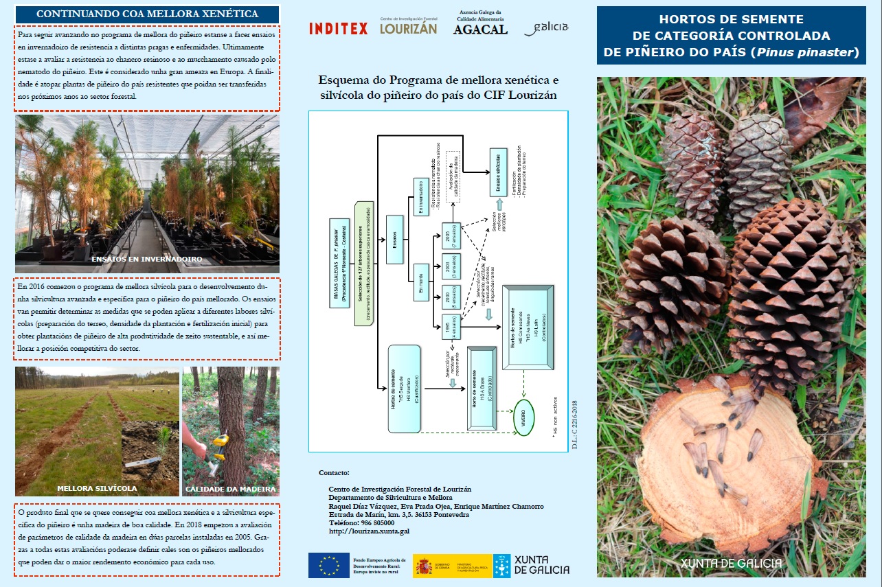 MARITIME PINE (Pinus pinaster) TESTED CATEGORY SEED ORCHARDS