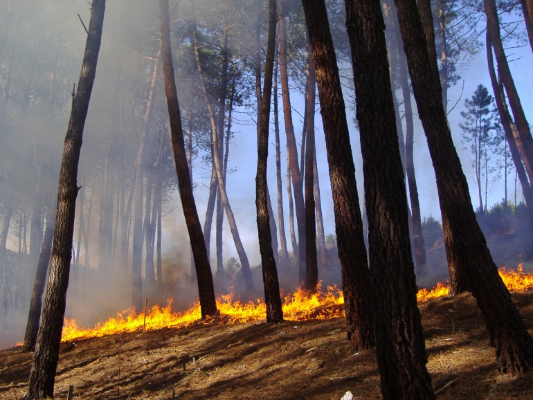 FIRE PARADOX: AN INNOVATIVE APPROACH OF INTEGRATED WILDLAND…
