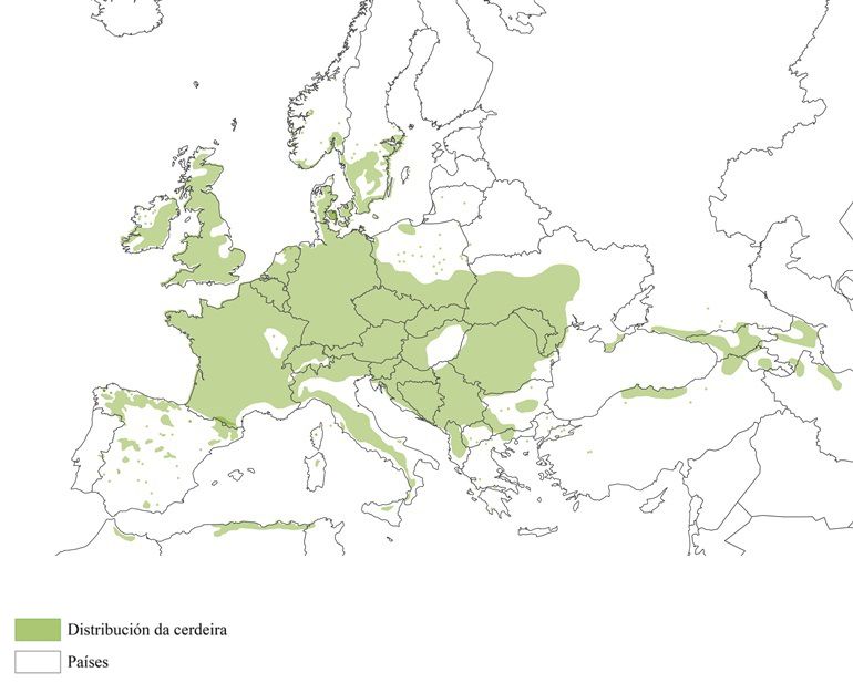 Distribución da cerdeira en Europa (Programa Europeo de Recursos Xenéticos Forestais)