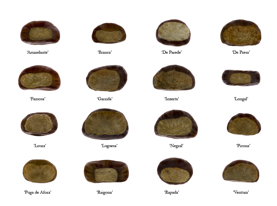 Fig 4 Tamaño do cú ou hilum das dezaseis variedades