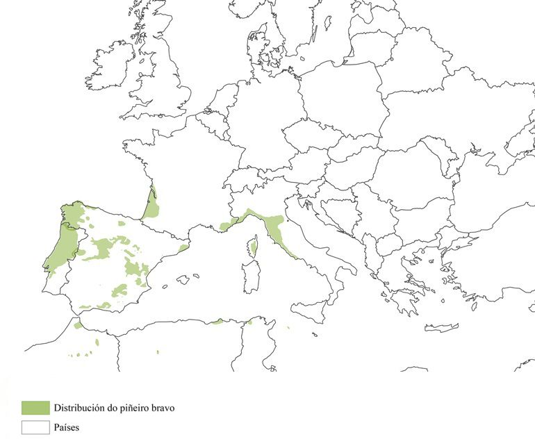 Distribución do piñeiro bravo en Europa (Programa Europeo de Recursos Genéticos Forestales)