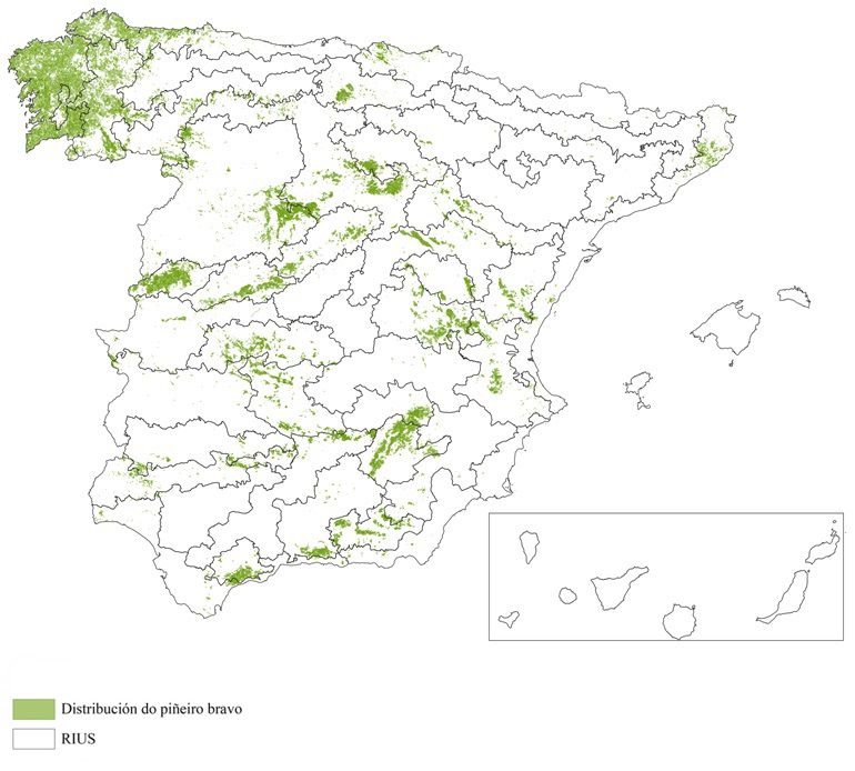 Distribución do piñeiro bravo en España (Terceiro Inventario Forestal Nacional)